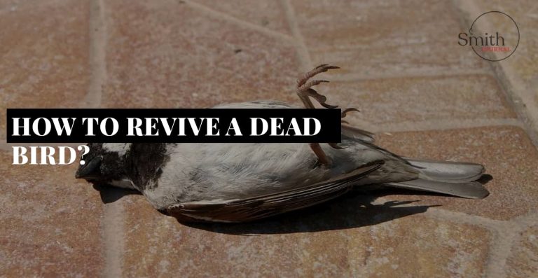 HOW TO REVIVE A DEAD BIRD?