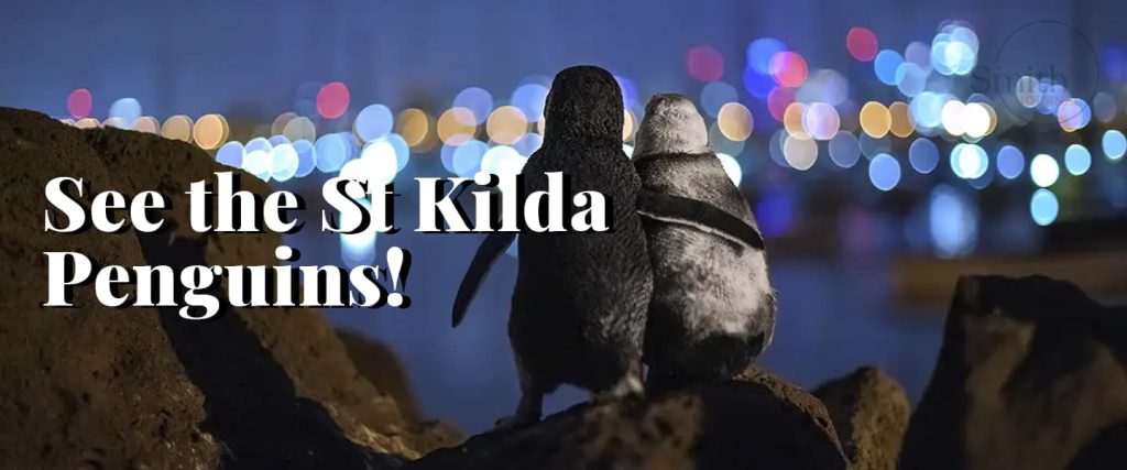 See the St Kilda Penguins!